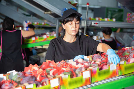 Team of workers sorting mangoes on conveyor belt in a factoryの写真素材