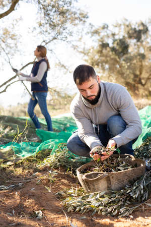Farmer checking harvested olivesの写真素材