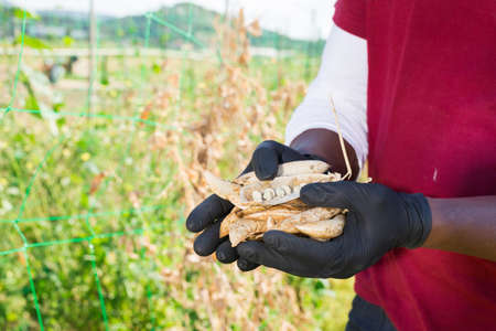 Hands in gloves of gardener holding harvest of beansの写真素材