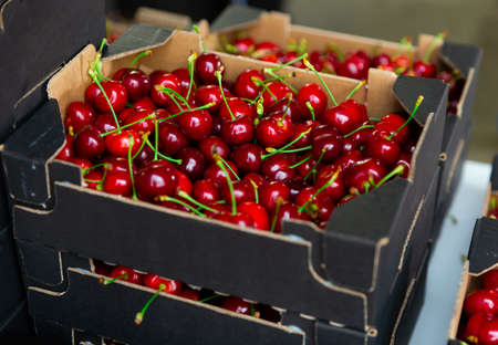 Fresh ripe appetizing cherry in crates, warehouse at factoryの写真素材