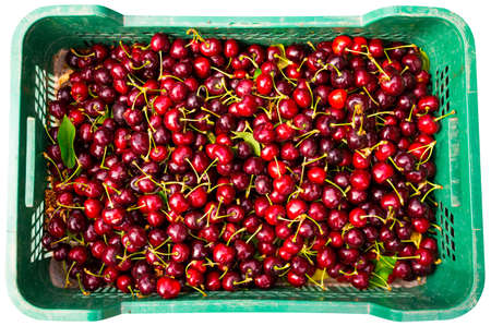 Top view of freshly harvested sweet cherries in boxの写真素材