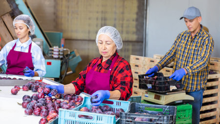 Workers sorting and packing plums in storage room