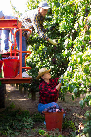 Group of workers harvesting plums with sorting machineの写真素材