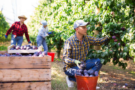 Man farm worker gathering harvest of ripe plumsの写真素材