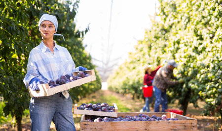 Woman gardener during harvesting of plums at plantationの写真素材