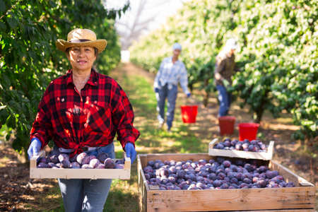 Elderly female gardener during harvesting of plums at orchardの写真素材