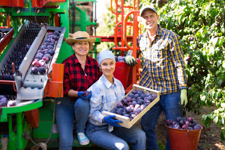 Group of workers posing with harvest of plums near sorting machineの写真素材