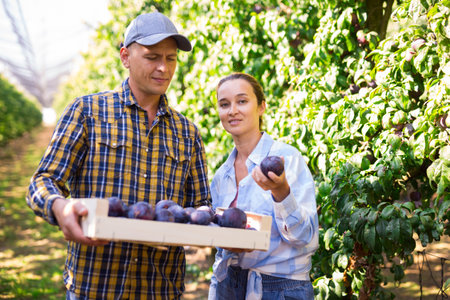 Man and woman standing in plum plantation