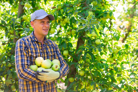 Man with bunch of apples in hands in gardenの写真素材