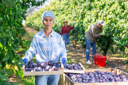 Female farmer stacking crates with harvested plums in orchardの写真素材