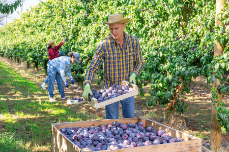Man farm worker gathering harvest of ripe plums