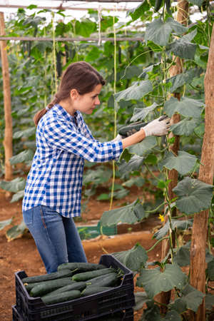 Female farmer puts cucumbers in box for sale in the marketの写真素材