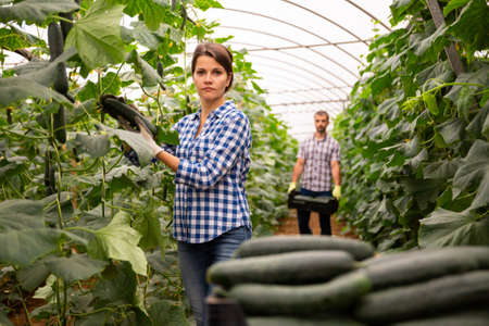 Confident woman harvests cucumbers in greenhouseの写真素材