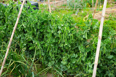 Peas plants carefully growing in the garden