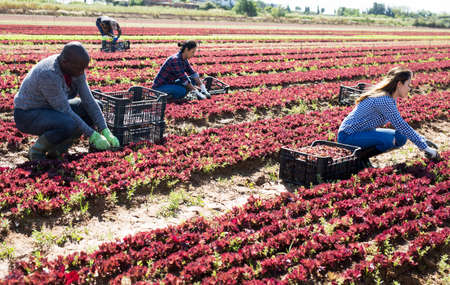 Three workers harvest red lettuceの写真素材