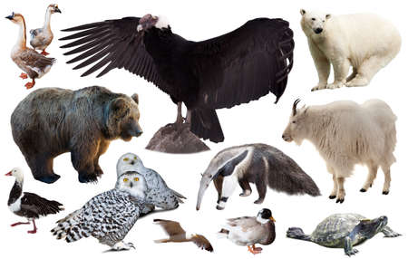 Set of fauna of North American animals.の写真素材