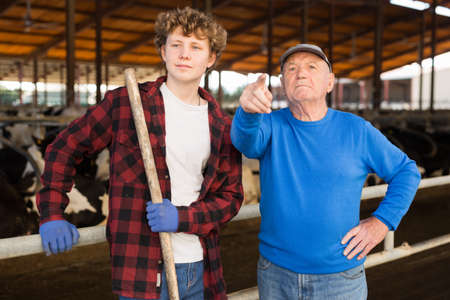 Farm owner with young farm worker in cowhouseの写真素材