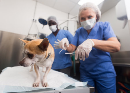 Dog on the operating table and doctor in a veterinary clinicの写真素材