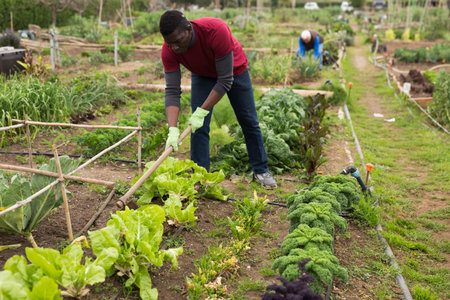 African-american worker picks cabbage in the garden