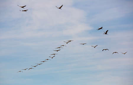 Cranes flying in blue skyの写真素材