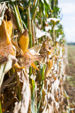 Corn or maize field