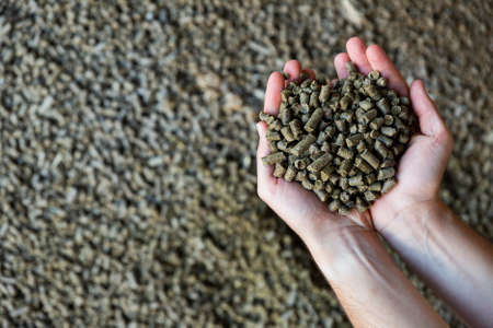 Bunch of rapeseed cake in handsの写真素材