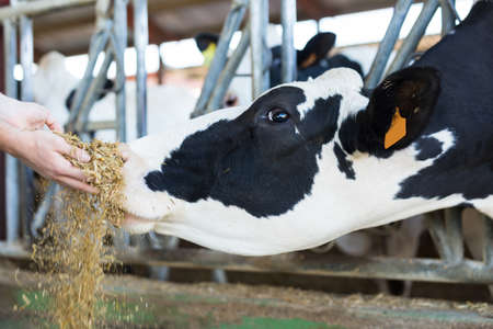 Farmer feeds cow from his hand full of compound feedの写真素材