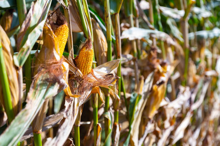 Ears of ripe corn growing on stalks