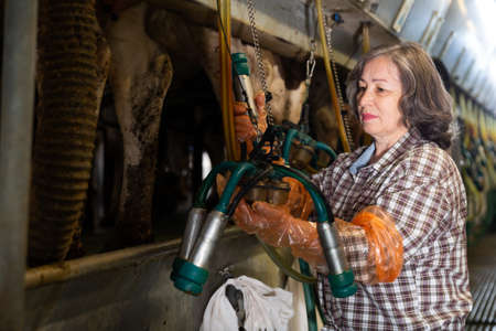 Elderly woman preparing equipments for milking cowsの写真素材
