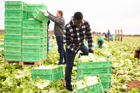 African american man working with crates of lettuceの写真素材