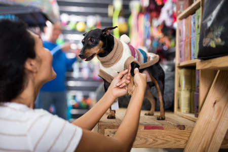 Woman puts winter clothes on her dog doberman pinscher at pet shopの写真素材