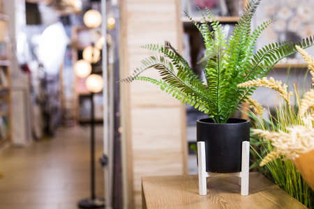 Artificial flower fern in storeの写真素材
