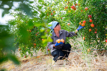 Harvesting pomegranates in the garden - woman picks ripe pomegranates from treeの写真素材