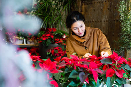 Asian woman choose flowers Poinsettias pulcherrima at flower shopの写真素材