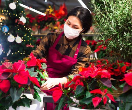 Woman wearing protective mask tending flowers Poinsettias pulcherrimaの写真素材