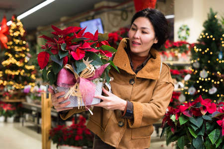 Asian woman choose flowers Poinsettias pulcherrima at flower shopの写真素材