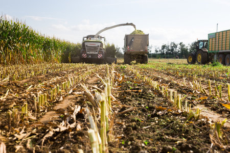 Combine harvester mowing corn on farm field and pouring into truckのeditorial素材