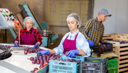 Female employee sorting harvested plums at fruit warehouseの写真素材