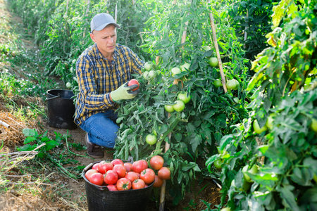 Man harvesting tomatoesの写真素材