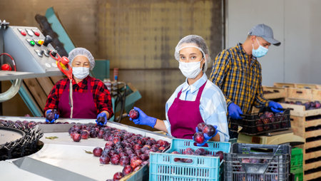 Woman in mask sorting and packaging freshly harvested plums