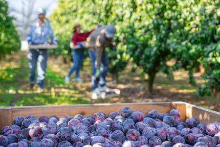 Wooden crate full of organic plums at summer orchardの写真素材