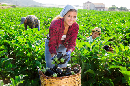 Hardworking girl is harvesting ripe eggplants, putting them in a basketの写真素材