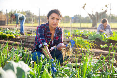 Female gardener with green onion on fieldの写真素材