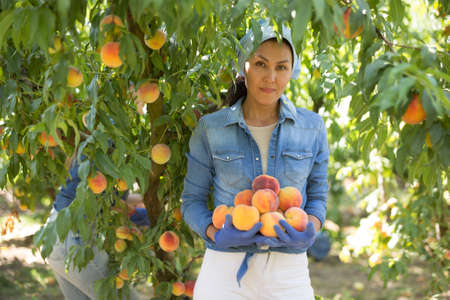 Woman with bunch of peachesの写真素材