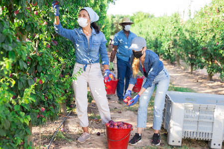 Women gardener in masks during harvesting of plumsの写真素材