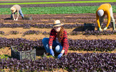 Young female farm worker picking harvest of red romaine