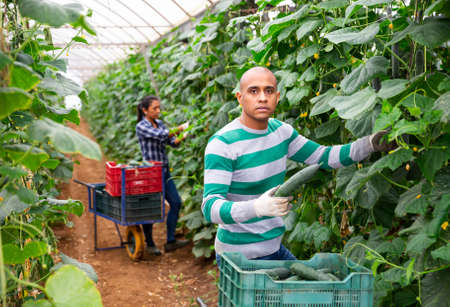 Latin American harvesting cucumbers in farm glasshouseの写真素材