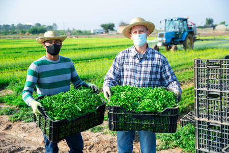 Two farmers in protective masks showing rich harvest of green arugula on fieldの写真素材