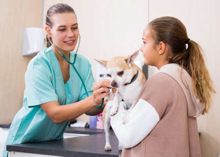 Teenager girl with little dog asking for professional advice from veterinarianの写真素材