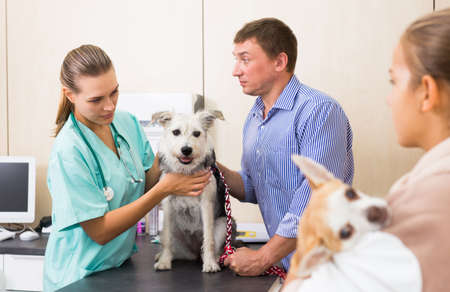 Woman vet examines a dog in clinicの写真素材